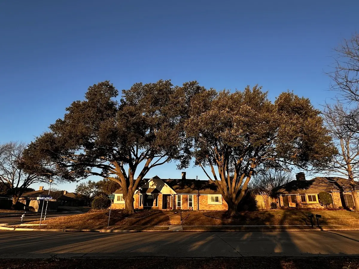 Established residential canopy tree shading a home in Weedville